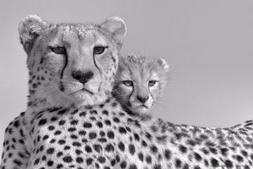 cheetahs