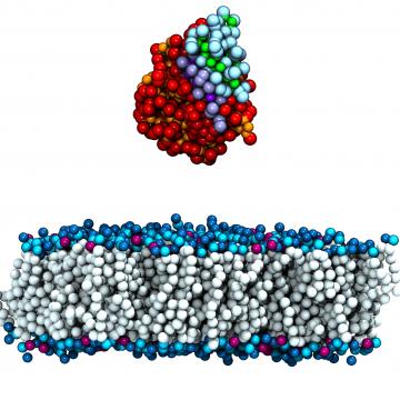 ARC case study: lipase enzymes.