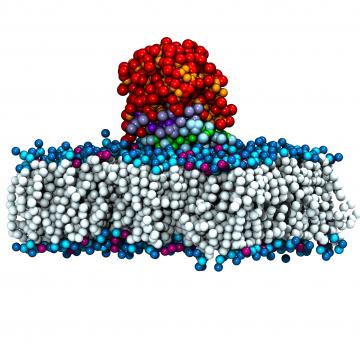 ARC case study: lipase enzymes.