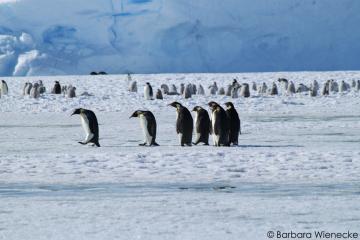 emperor penguins